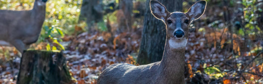 two whitetail does