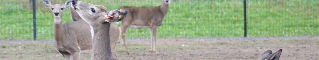 deer on farm