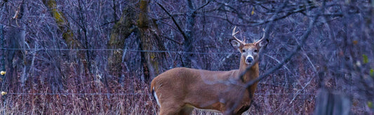 Is culling an effective strategy to control CWD?