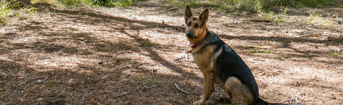 New Research Shows Dogs Can Sniff Out CWD-Positive Deer