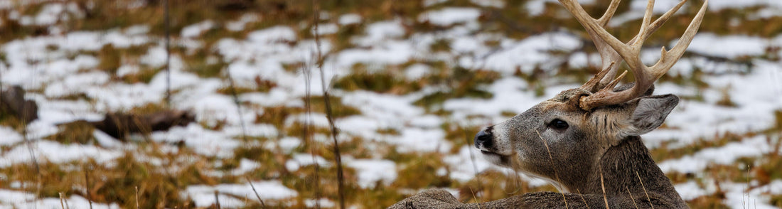 bedded buck