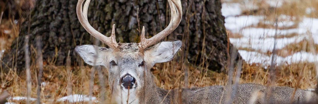 bedded buck