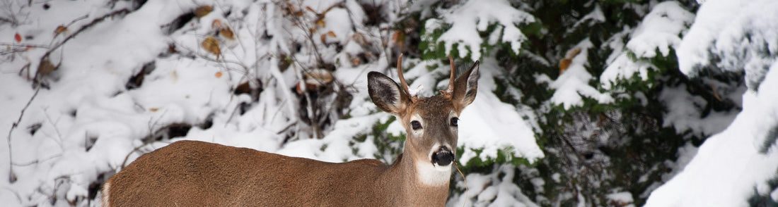 27 New Cases of Chronic Wasting Disease Reported in Ohio