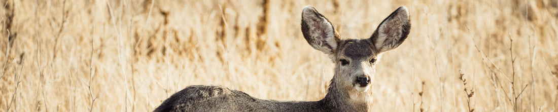 mule deer doe