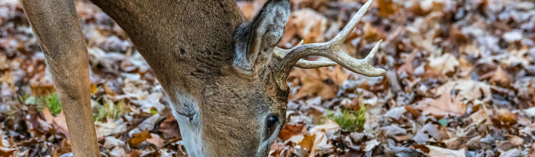 Navigating Nevada's CWD Hunting Quarantine: What Hunters Need to Know