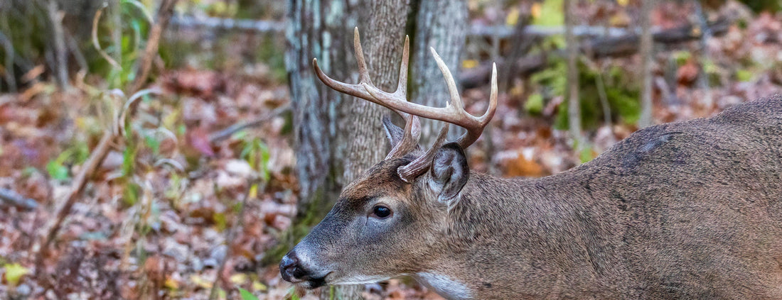 whitetail buck