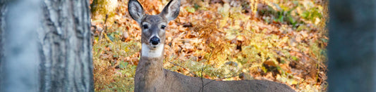 Pennsylvania Announces CWD Testing Results From 23-24 Deer Season