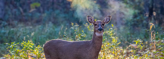 Fact or Myth - Questioning long-standing CWD facts