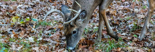 Does feeding and baiting spread CWD?