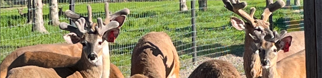 farm raised deer in pen