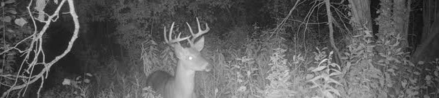 deer leaving a field