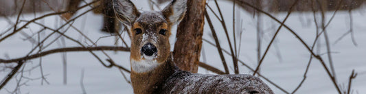 whitetail doe