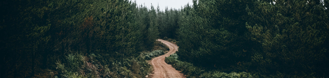 path through woods