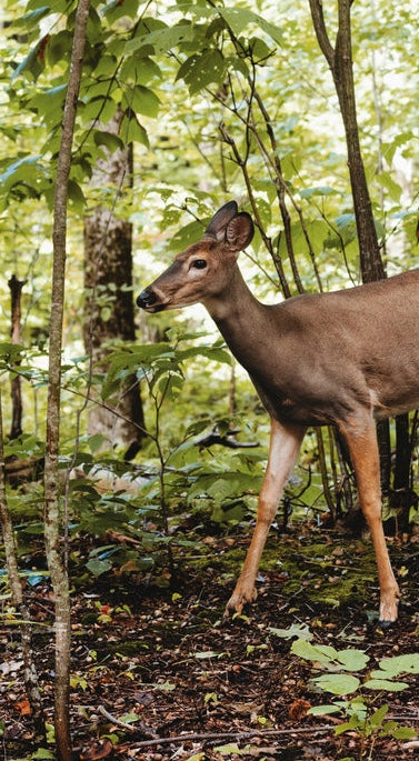 deer in forest